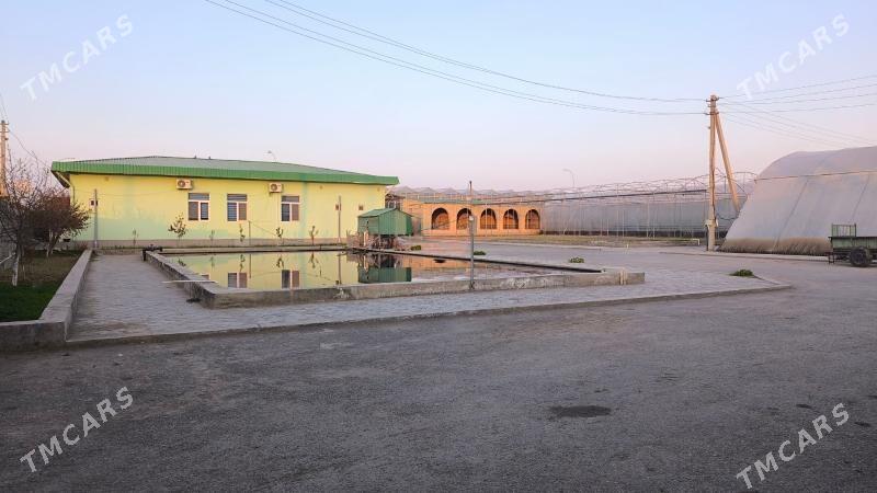 Ýyladyşhana (teplisa) - Чарджоу - img 8