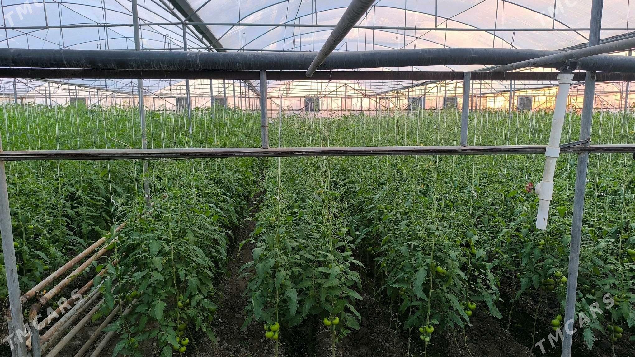 Ýyladyşhana (teplisa) - Чарджоу - img 10