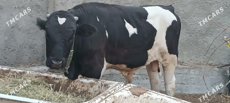 Ökuz - Büzmeýin - img 3
