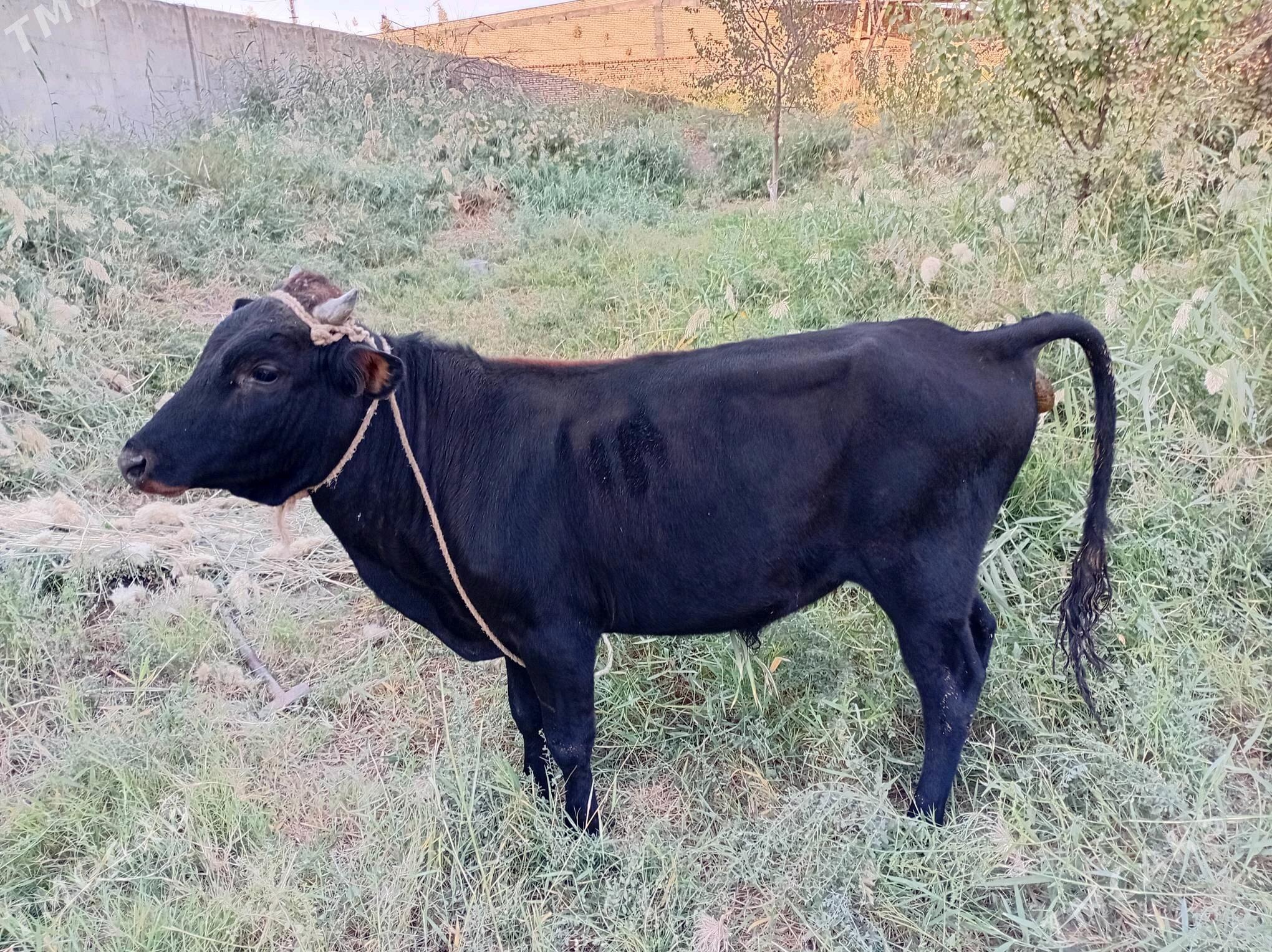 öküz - Türkmenabat - img 4