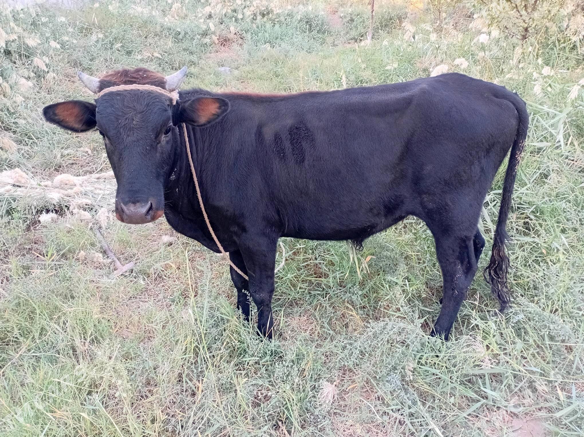 öküz - Türkmenabat - img 3