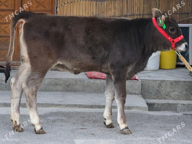 Şiwet Tuwe - Köşi - img 2