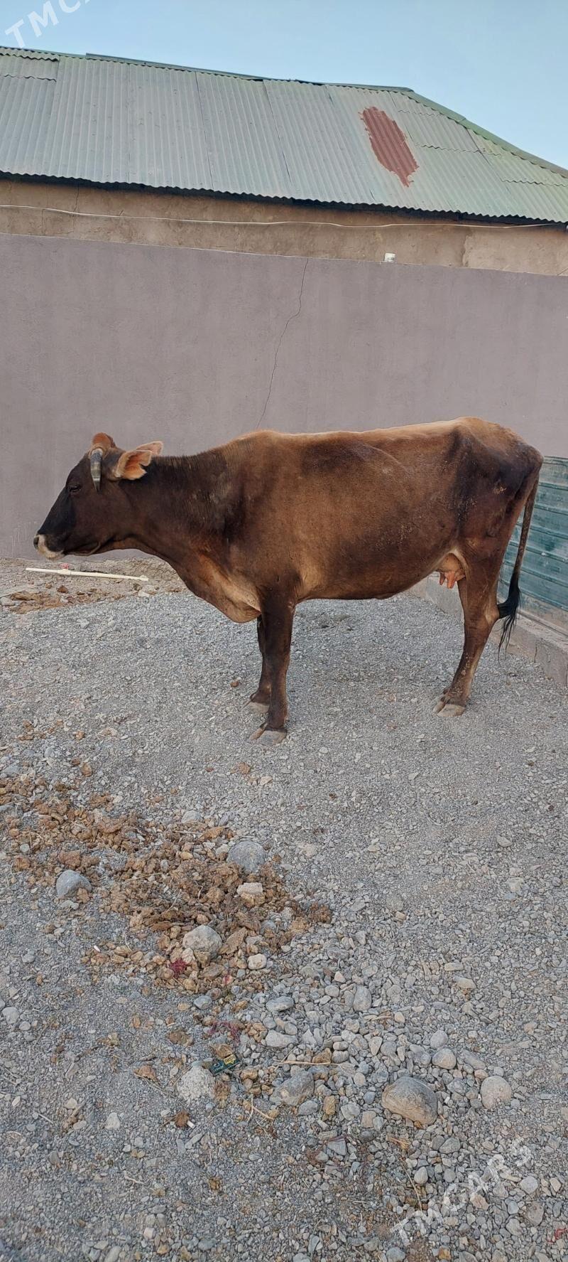 Sygyr - Çoganly - img 2