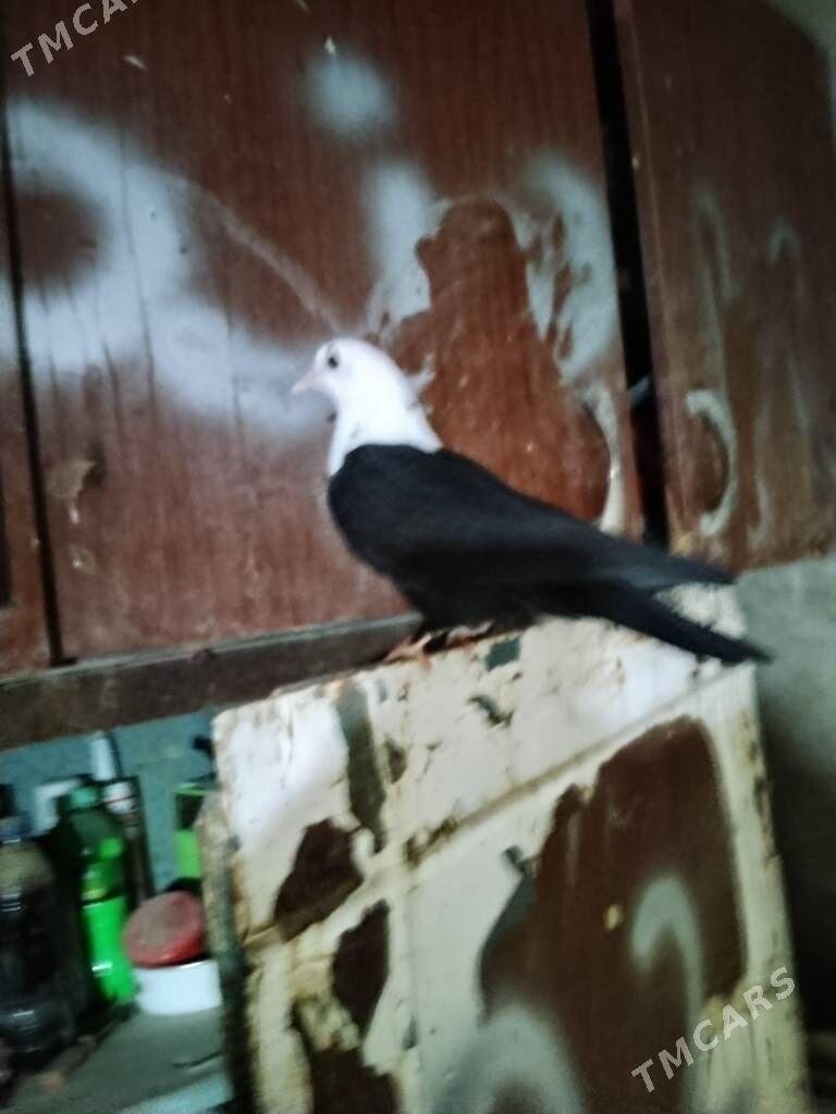 kepderi - Wekilbazar - img 9