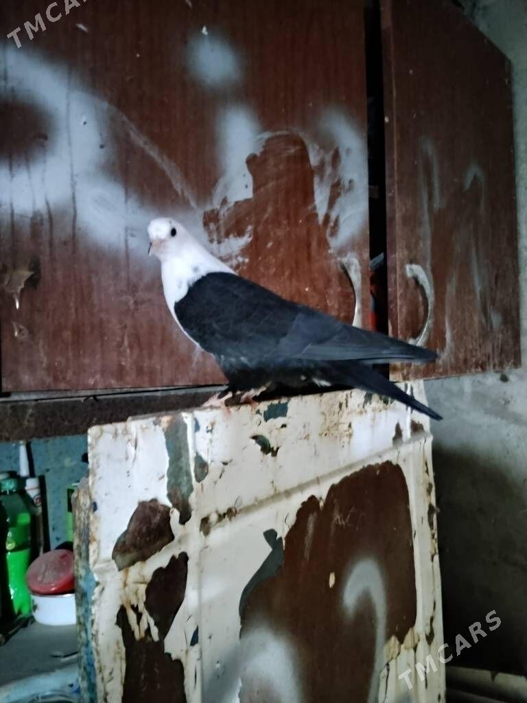 kepderi - Wekilbazar - img 3