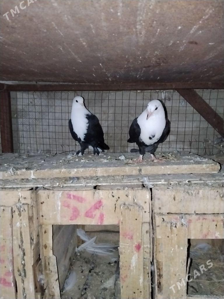 kepderi - Wekilbazar - img 6