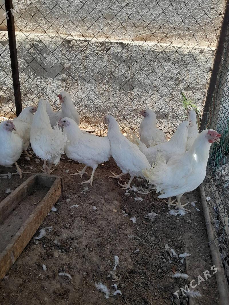 ỳaş ak maki - Çoganly - img 2