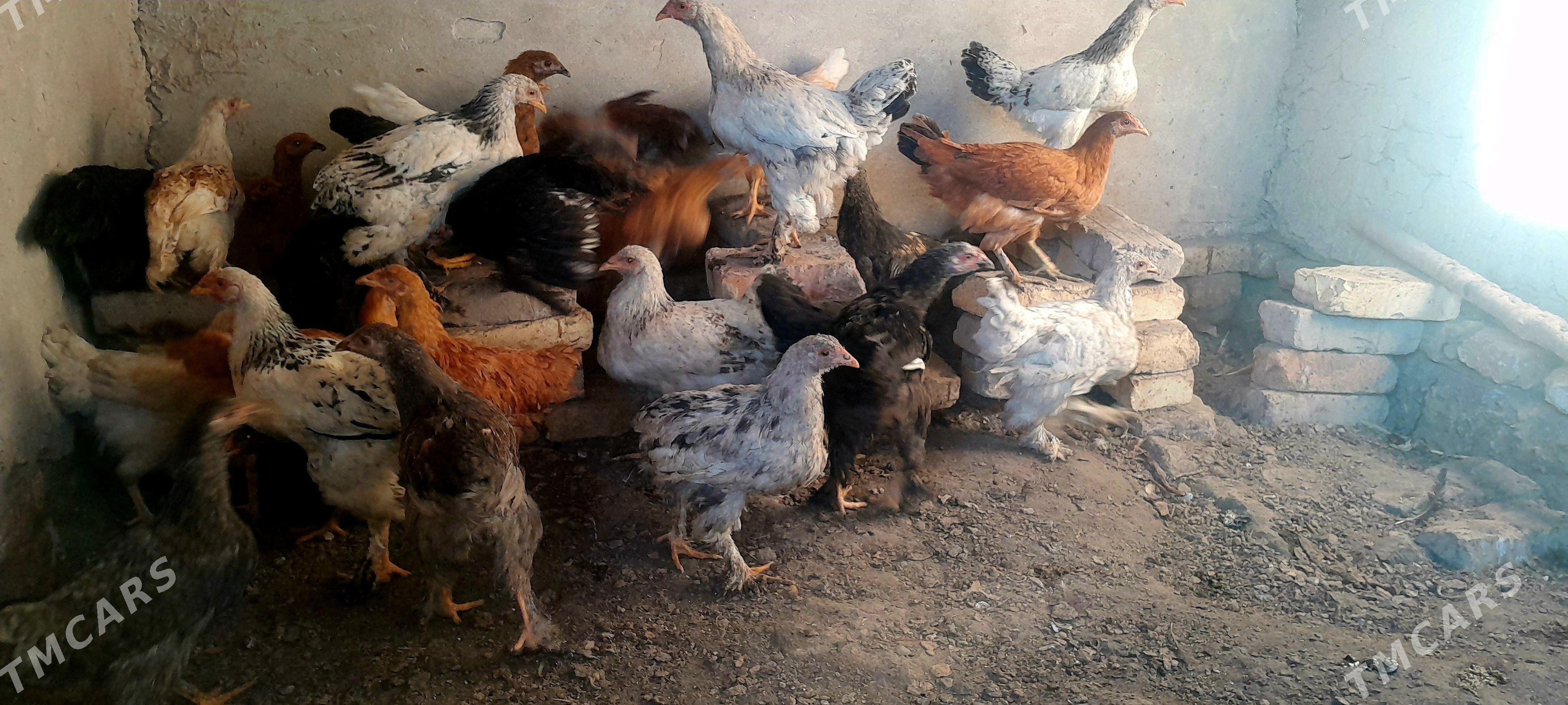 Brama towuk - Daşoguz - img 3