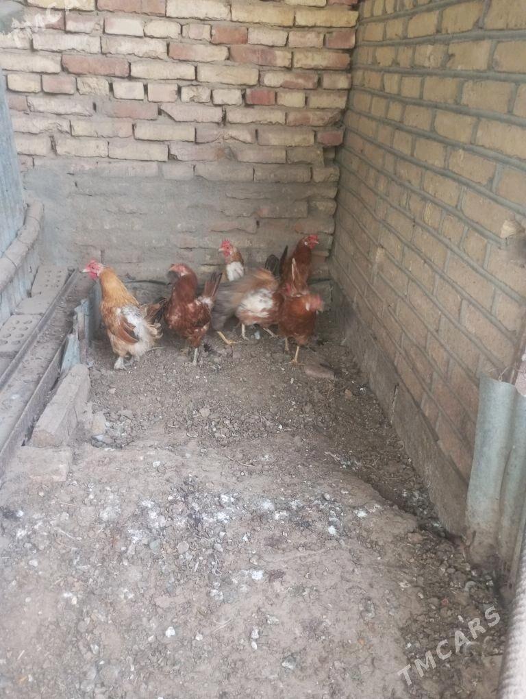 towuk guzlayjy - Sakarçäge - img 2