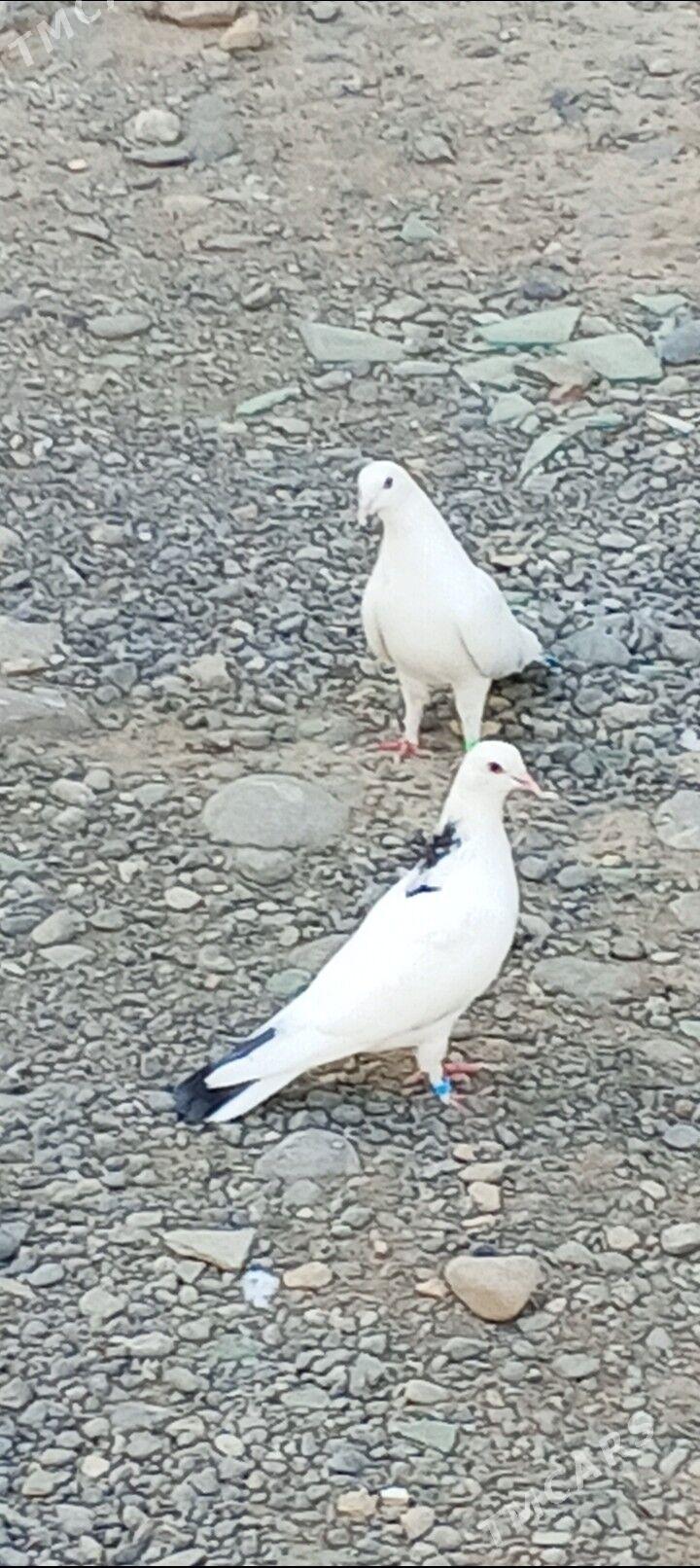 kepderi - Aşgabat - img 6