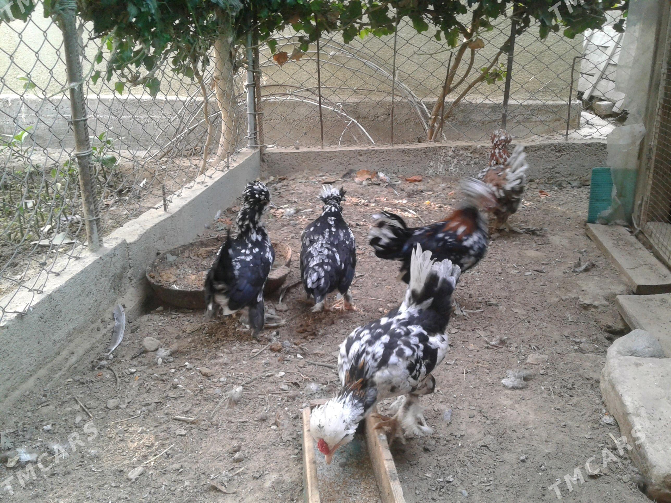 karlik towuklar - Aşgabat - img 2