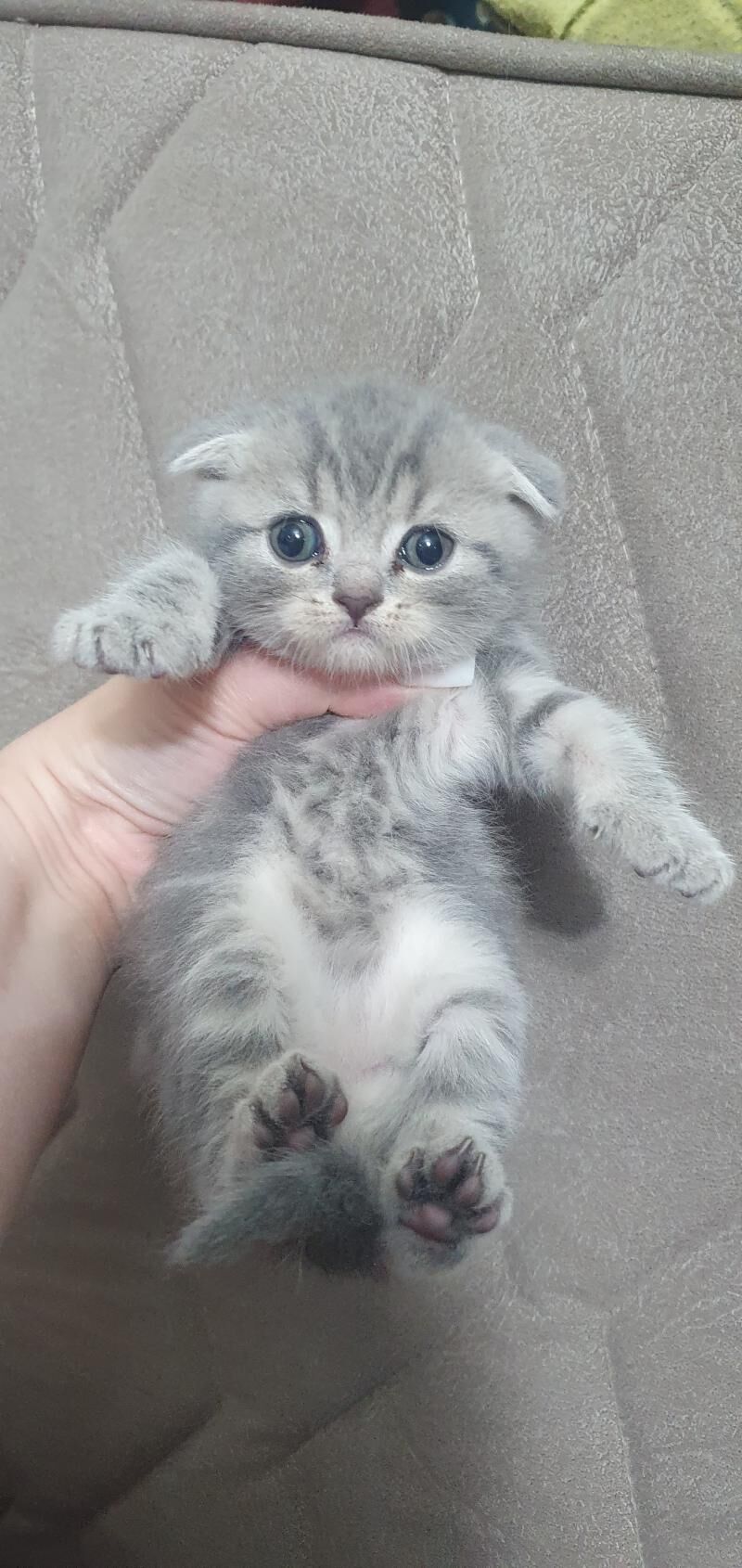 Шотландские котята - Ашхабад - img 1