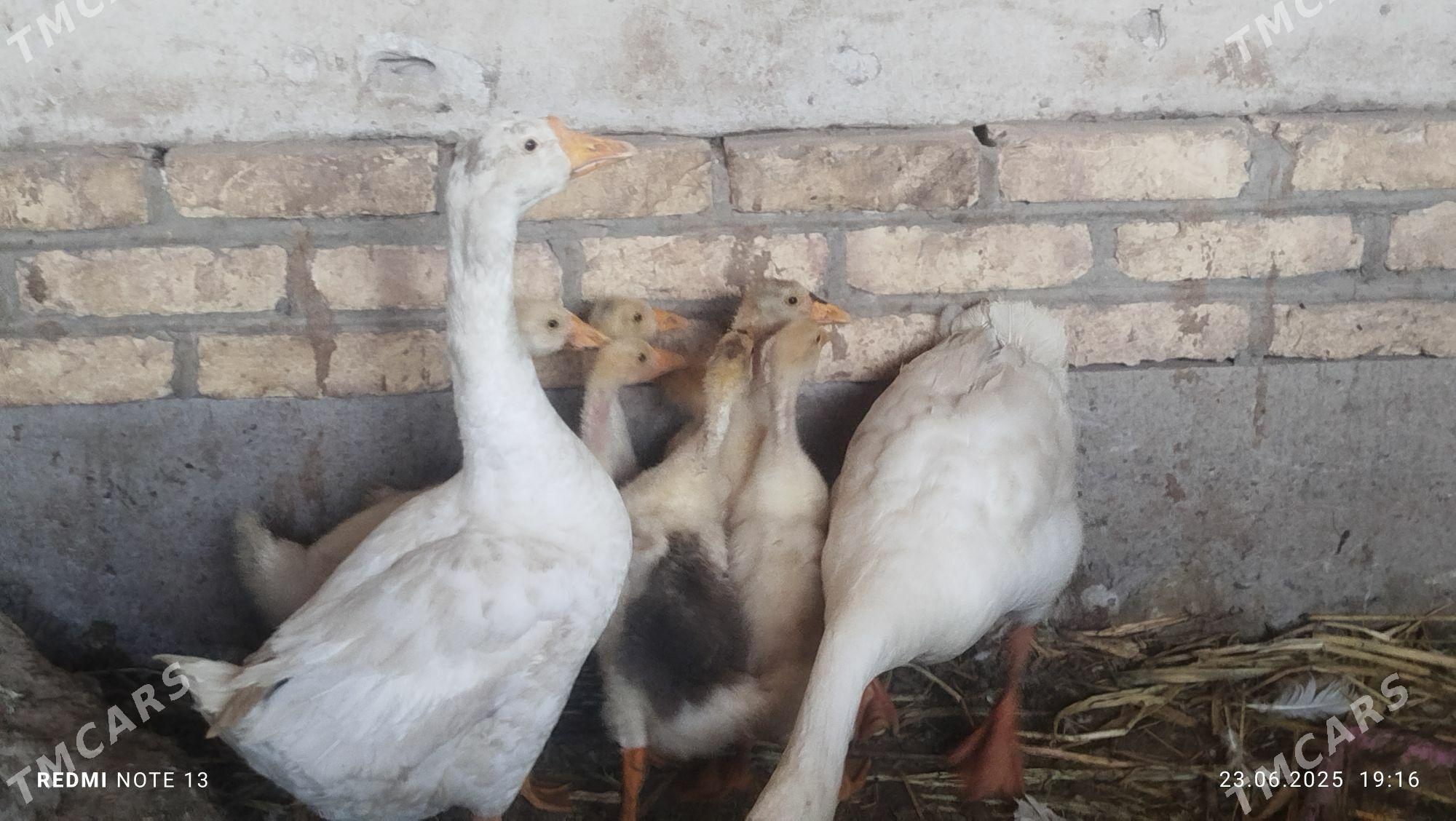 GAZ 2 YYL BOLAN - Daşoguz - img 2