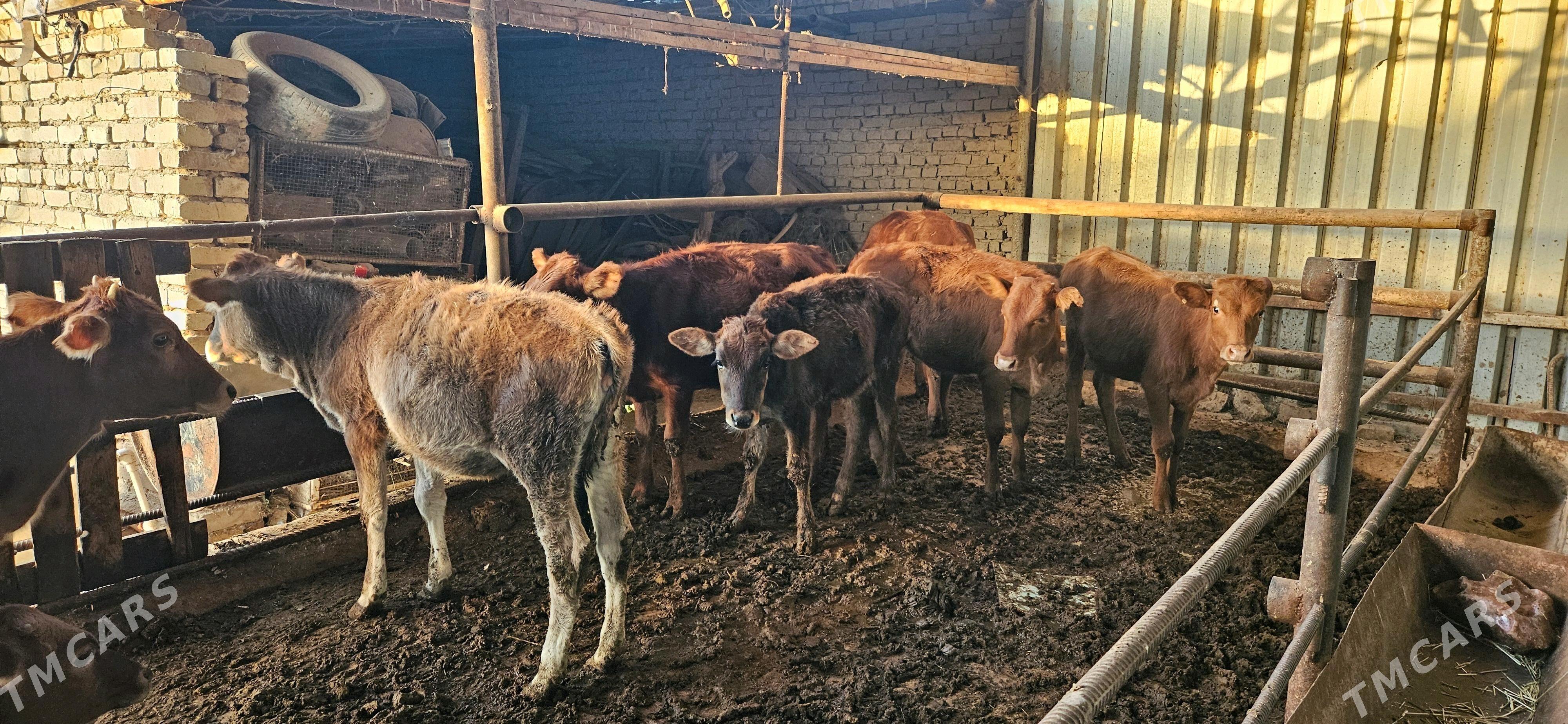 Gulajyn göleler - Murgap - img 3