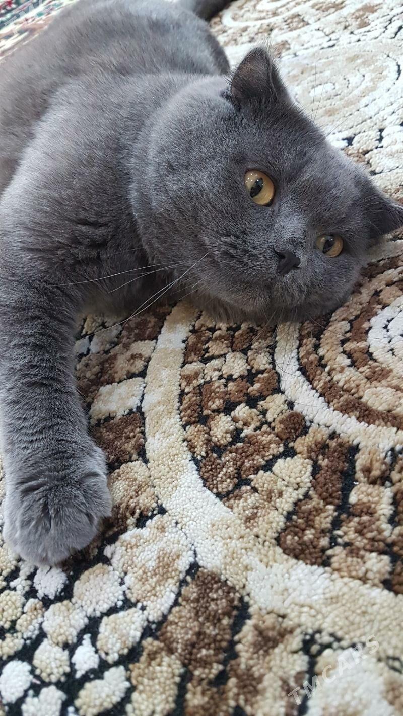 Кот - Türkmenabat - img 5