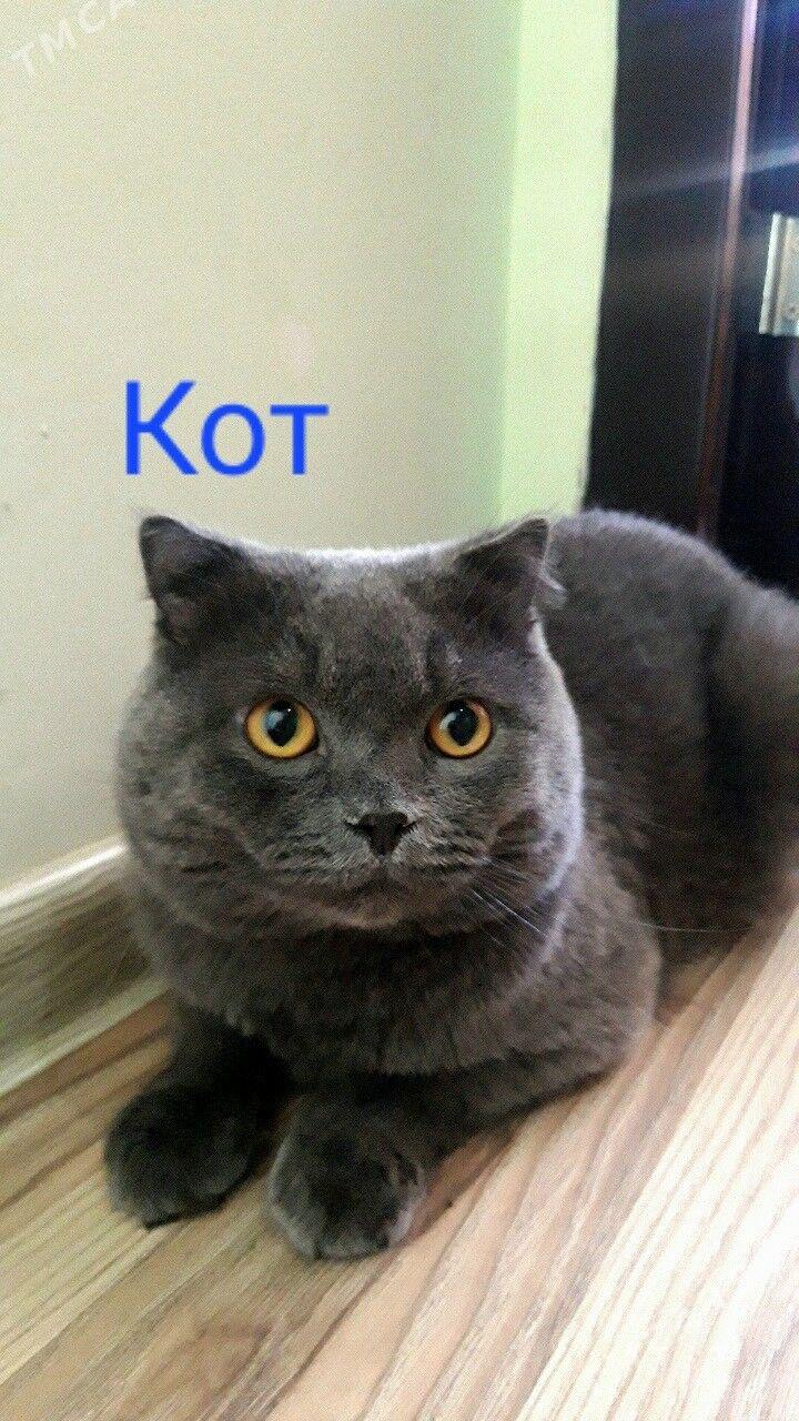Кот - Türkmenabat - img 2