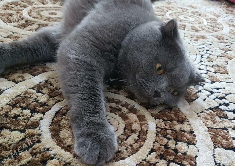Кот - Türkmenabat - img 3