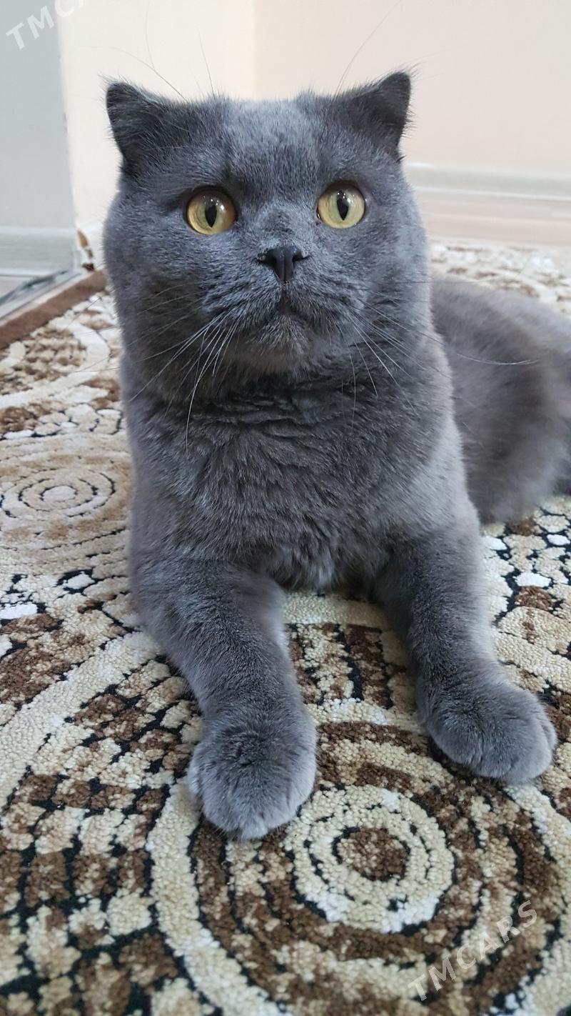 Кот - Türkmenabat - img 4