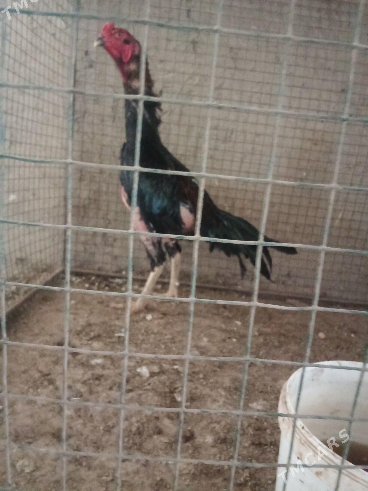 Taşkent horaz - Garadamak - img 5