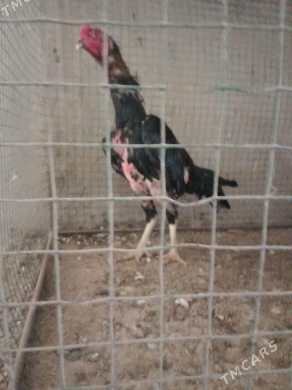 Taşkent horaz - Garadamak - img 6