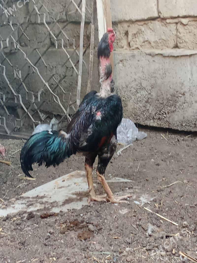 Taşkent horaz - Garadamak - img 3