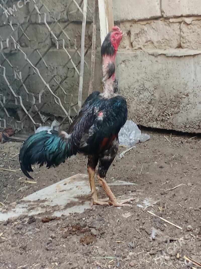 Taşkent horaz - Garadamak - img 2