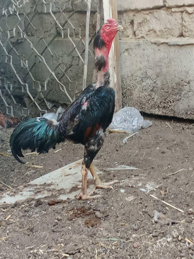 Taşkent horaz - Garadamak - img 5