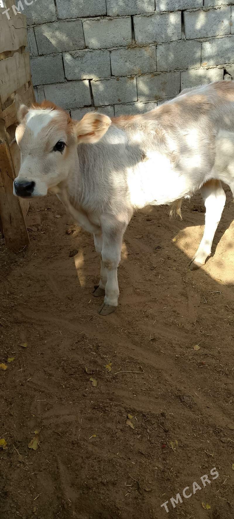 Göleli sygyr - Çoganly - img 2