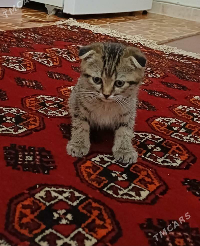 Шотландская котята - Daşoguz - img 4