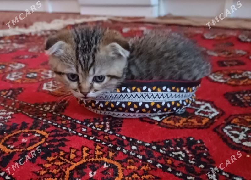 Шотландская котята - Daşoguz - img 5