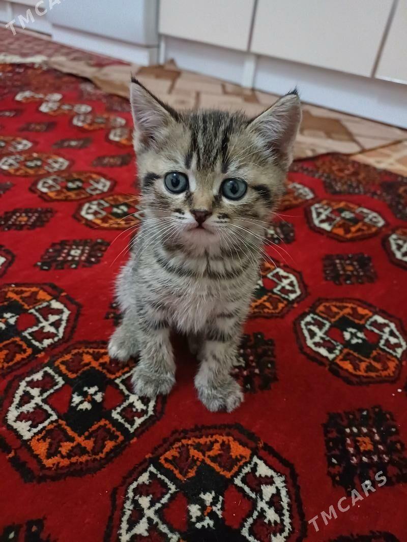 Шотландская котята - Daşoguz - img 3