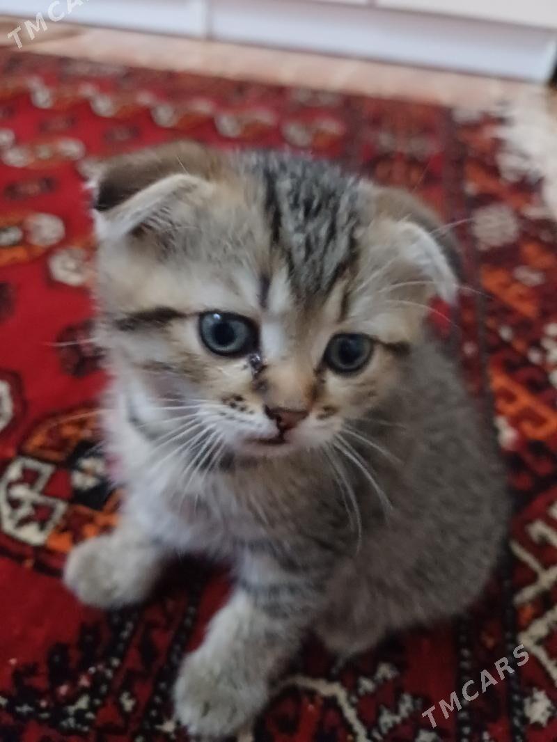 Шотландская котята - Daşoguz - img 2