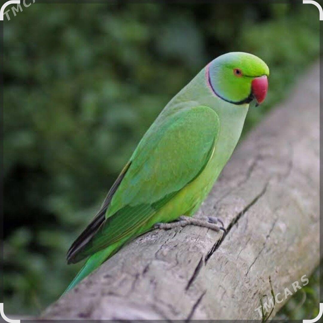 попугай ажыреливый - Türkmenabat - img 2