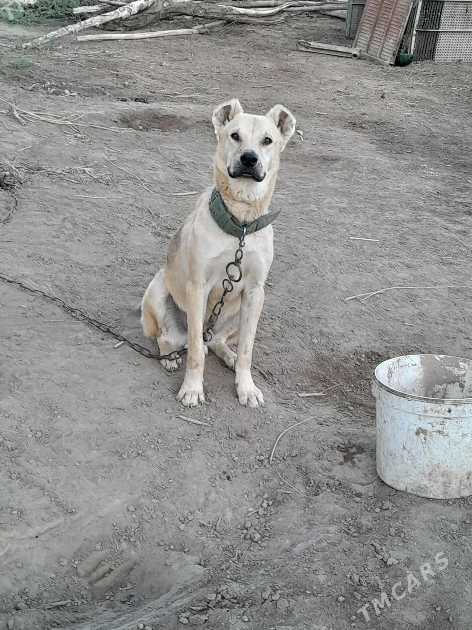 melegush - Türkmenbaşy etr. - img 1