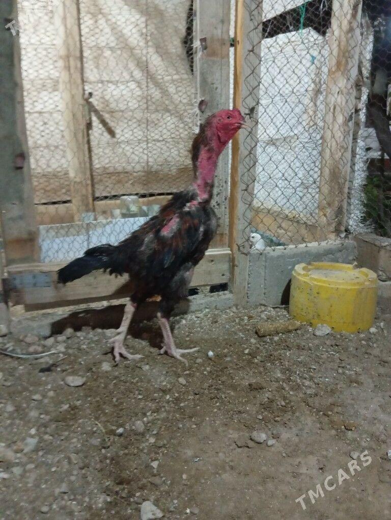 taskent horaz - Balkanabat - img 2