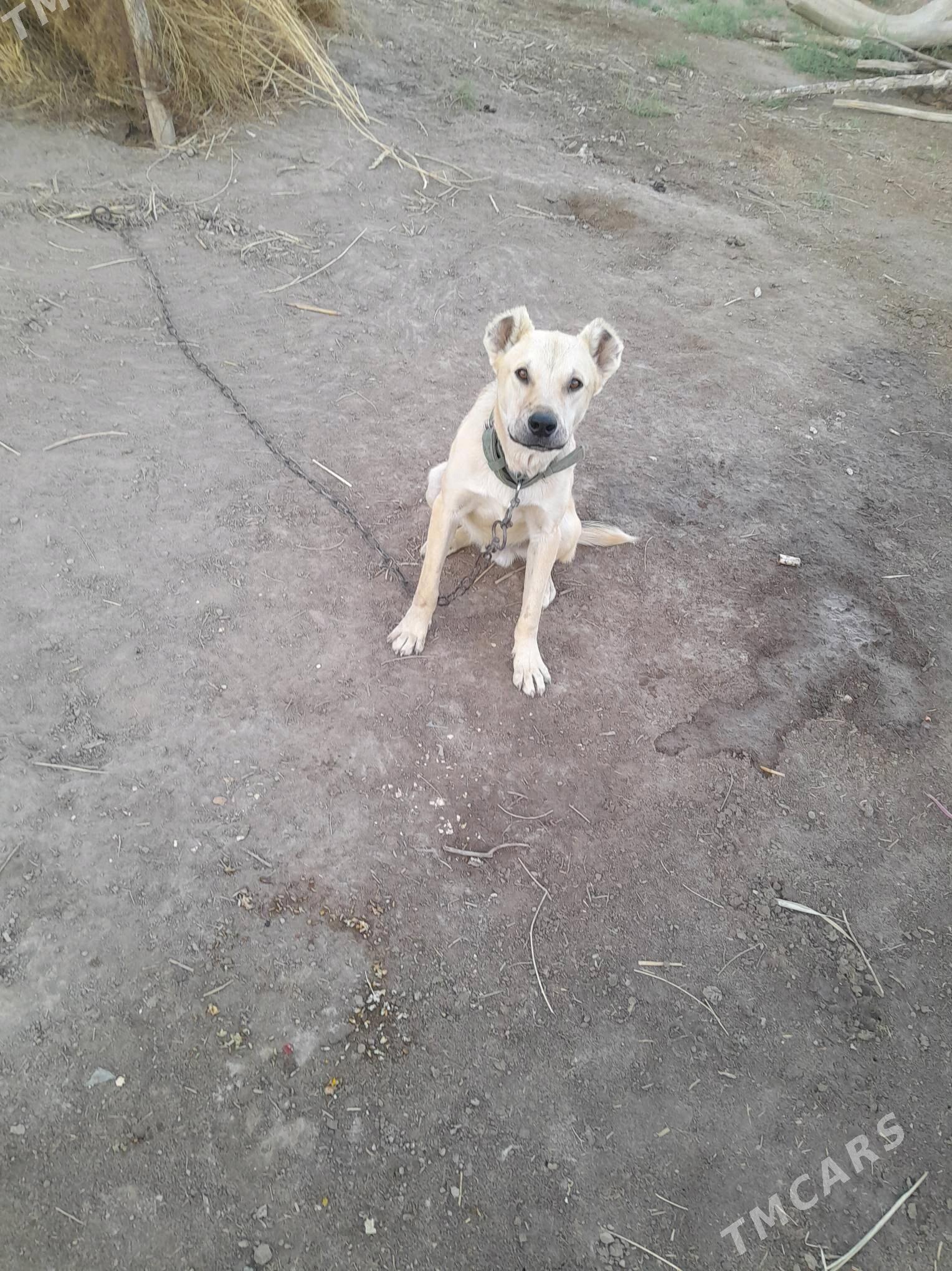 melegush - Türkmenbaşy etr. - img 2