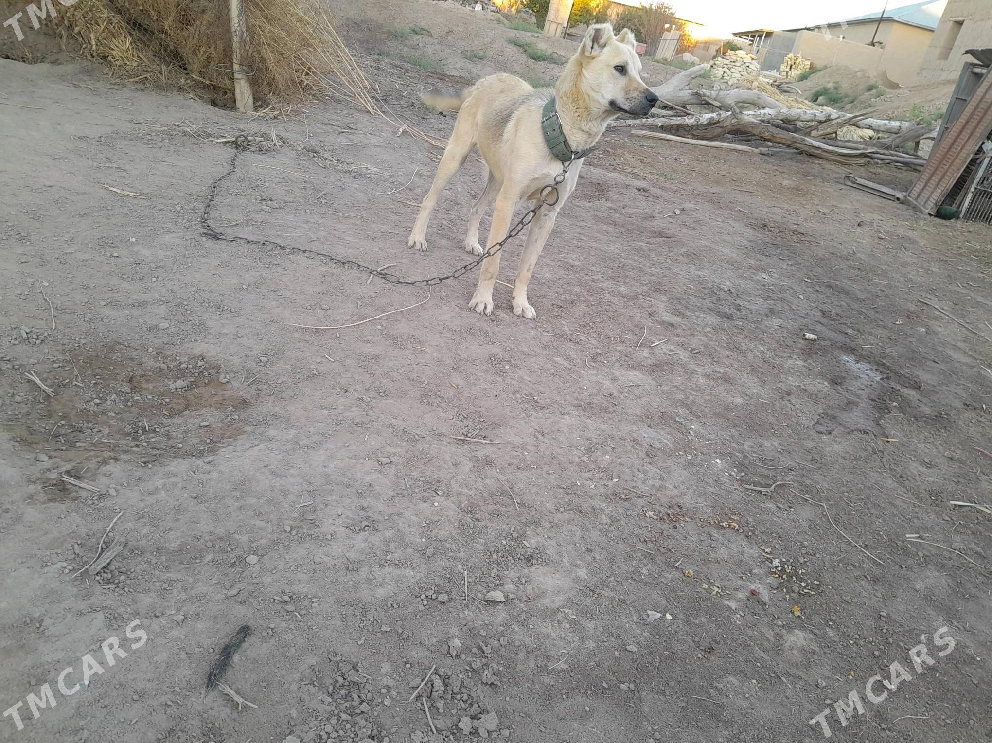 melegush - Türkmenbaşy etr. - img 3