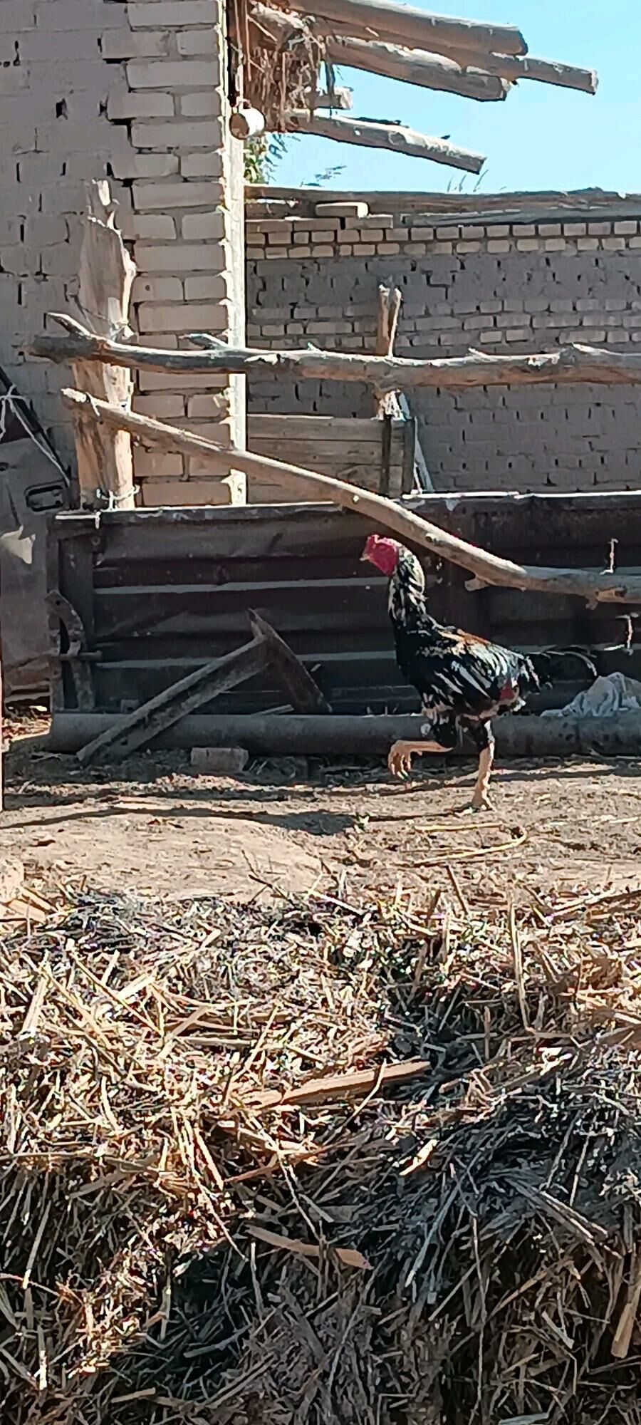 boes horaz ozbek - Kerki - img 1