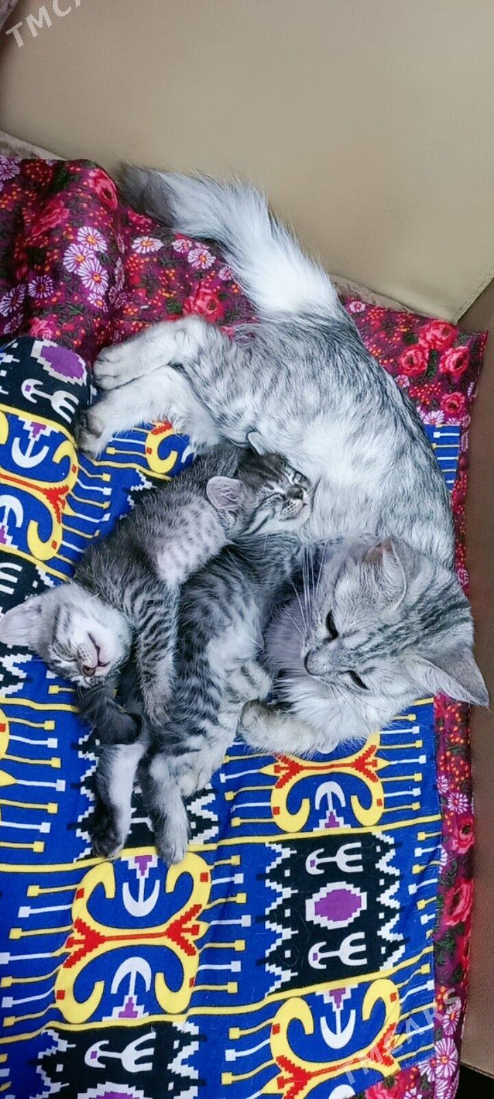 котята - Türkmenabat - img 2
