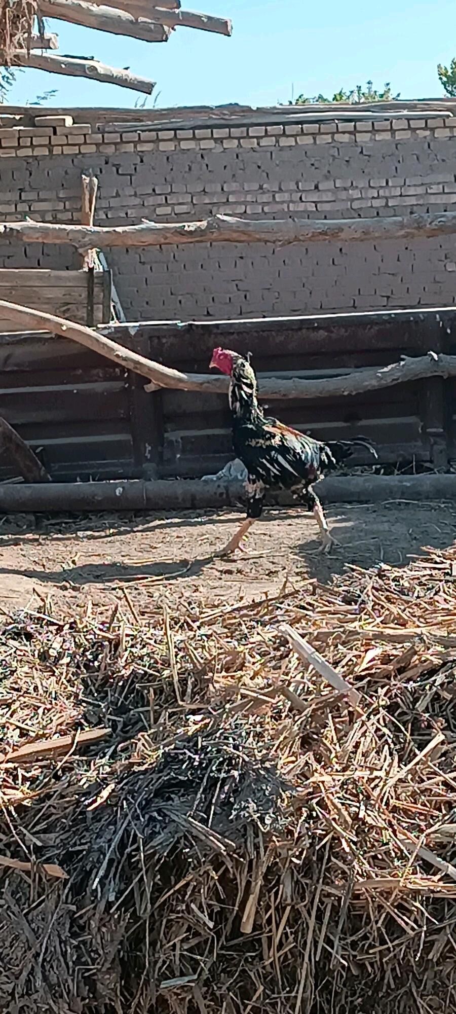 boes horaz ozbek - Kerki - img 2