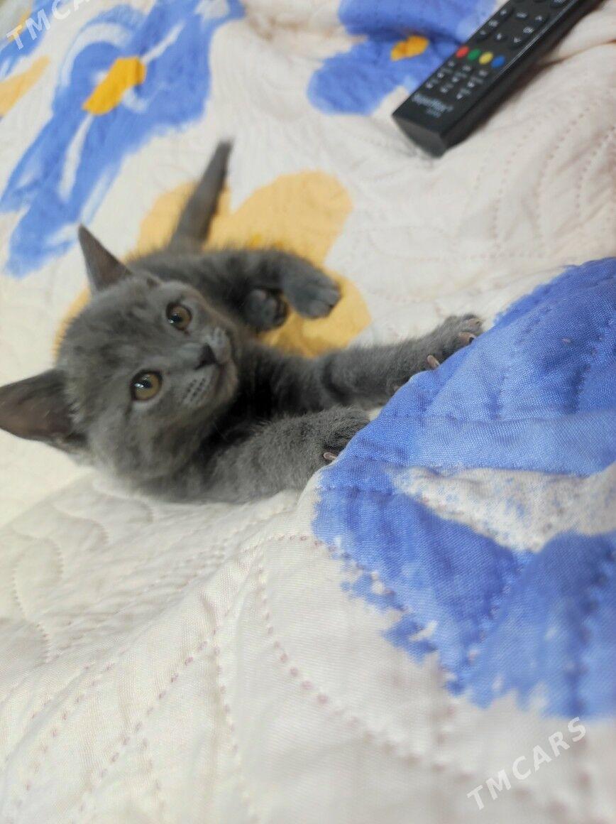 британский парода - Мары - img 1