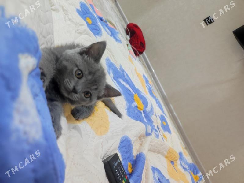 британский парода - Мары - img 3