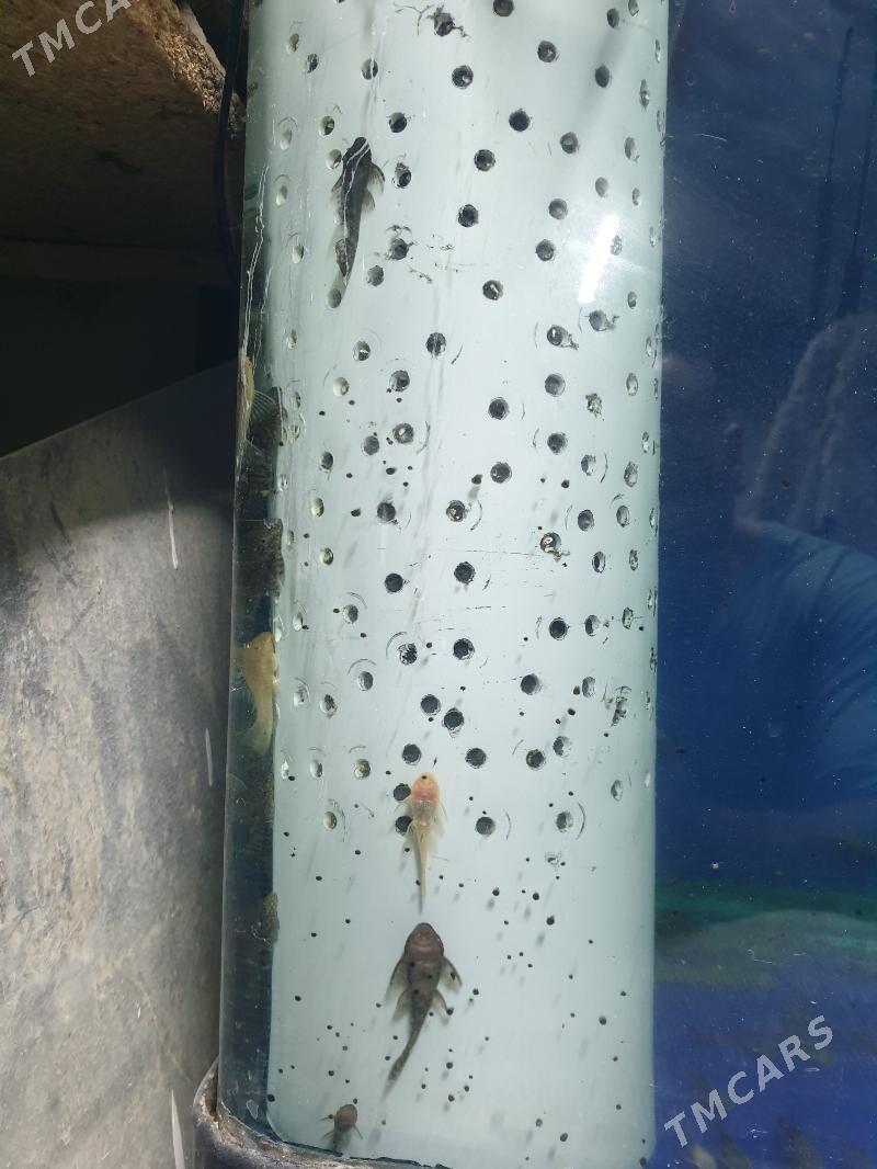 анцытрусы - Ашхабад - img 2