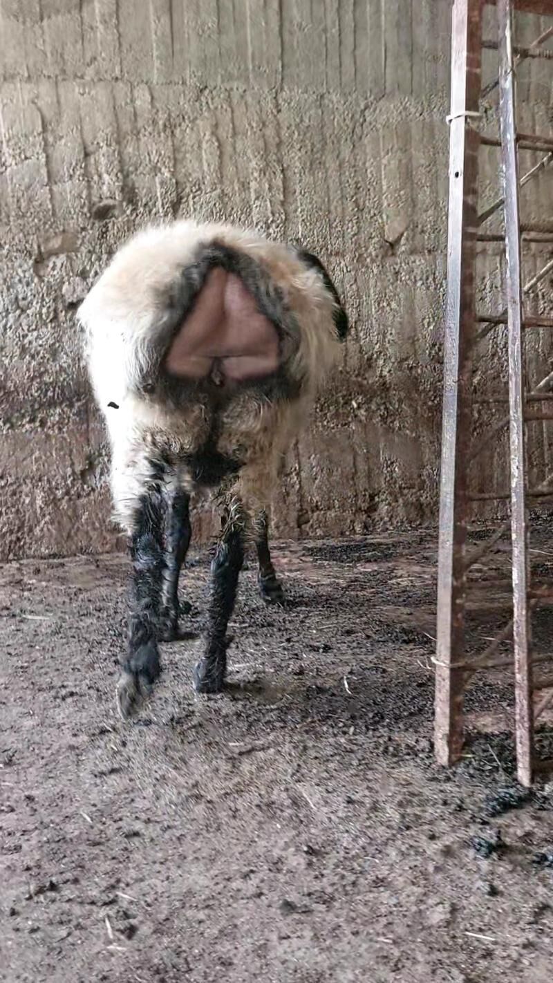Goýun - Бузмеин - img 2