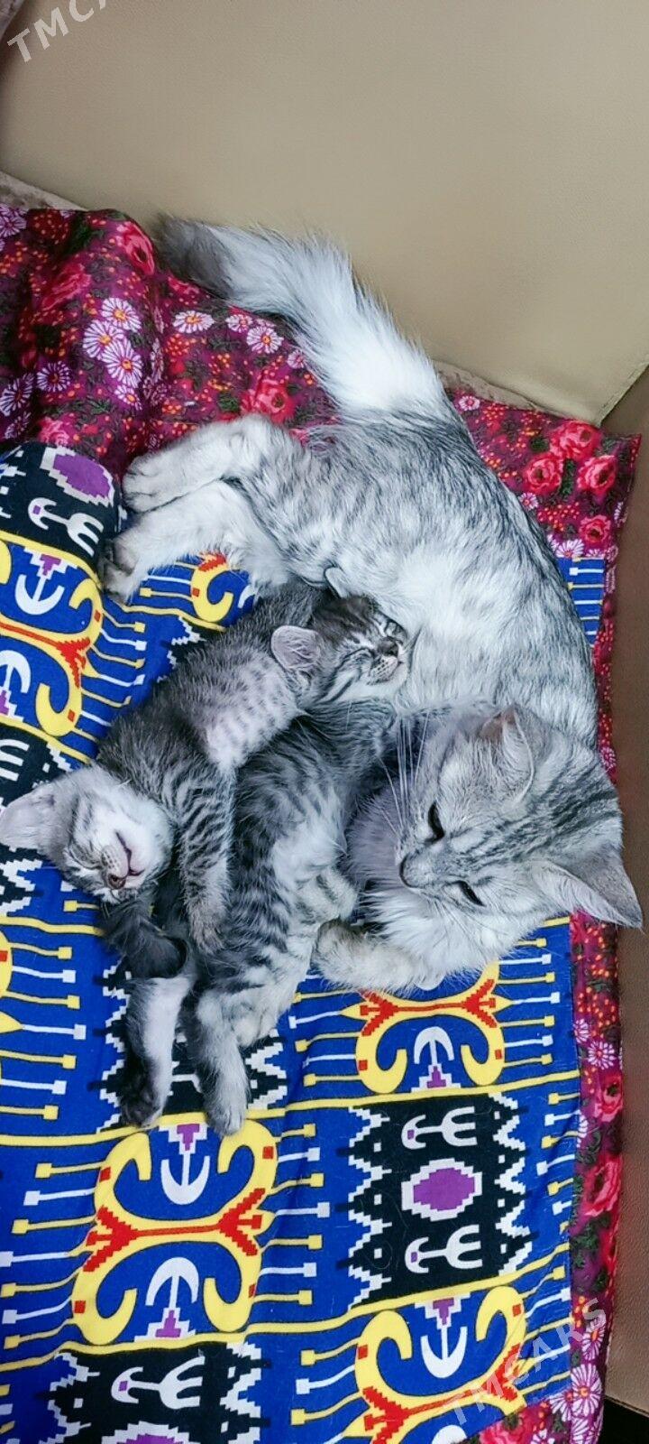 котята - Туркменабат - img 2