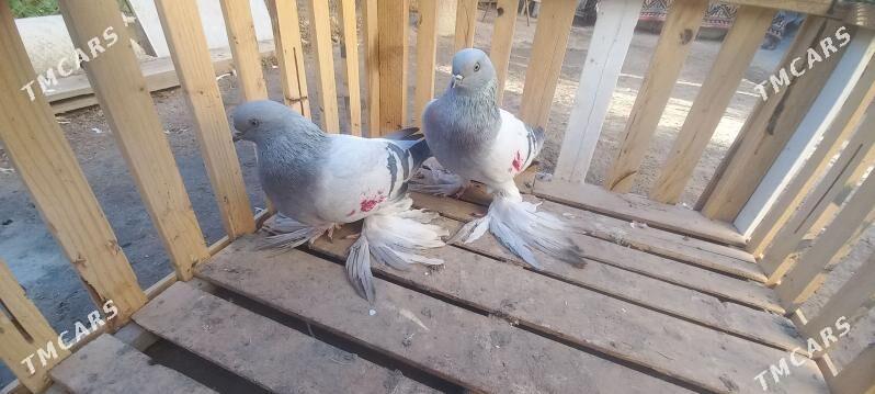 Голуби - Türkmenabat - img 1