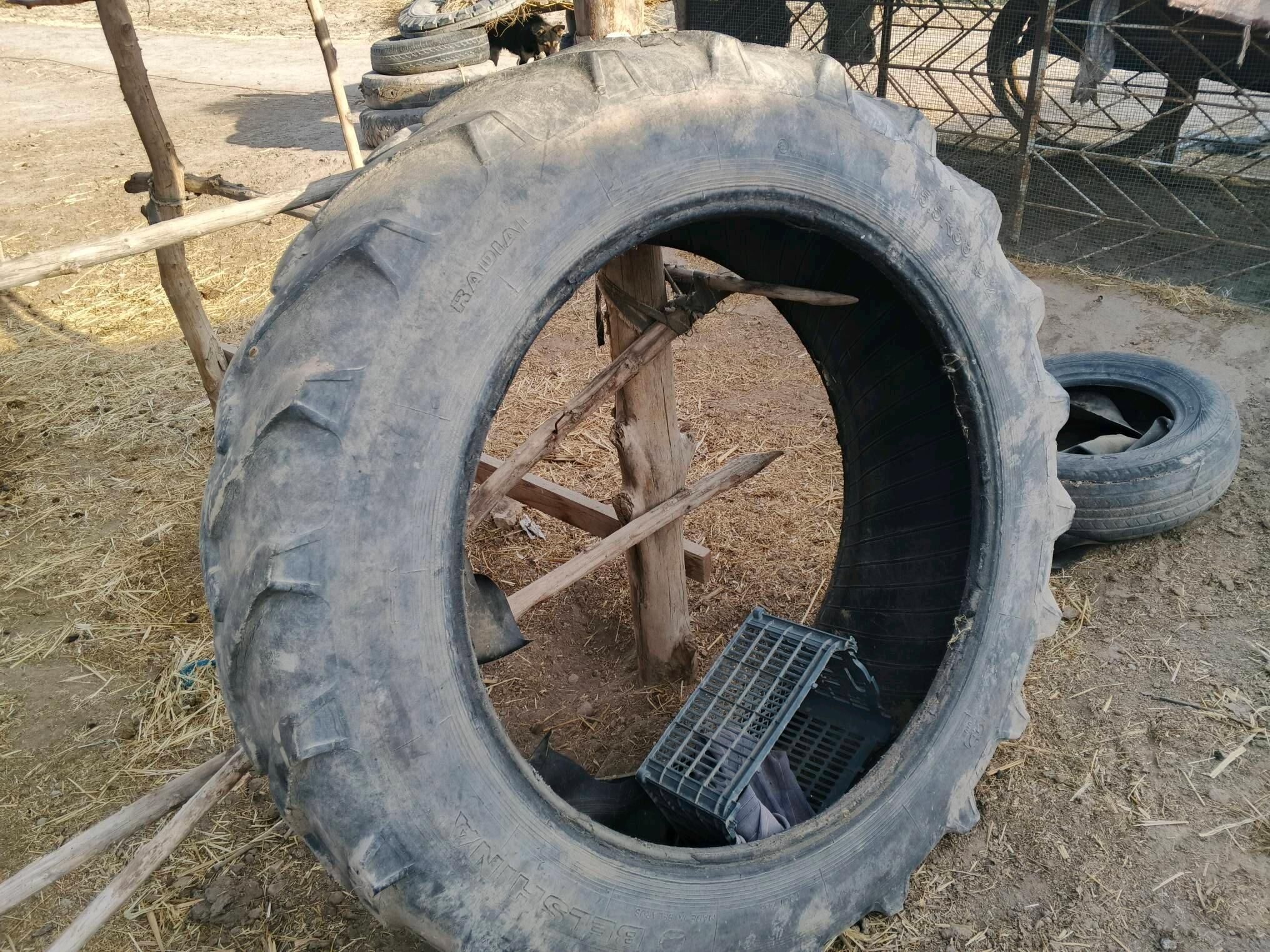 тигр 2 000 TMT - Görogly (Tagta) - img 3