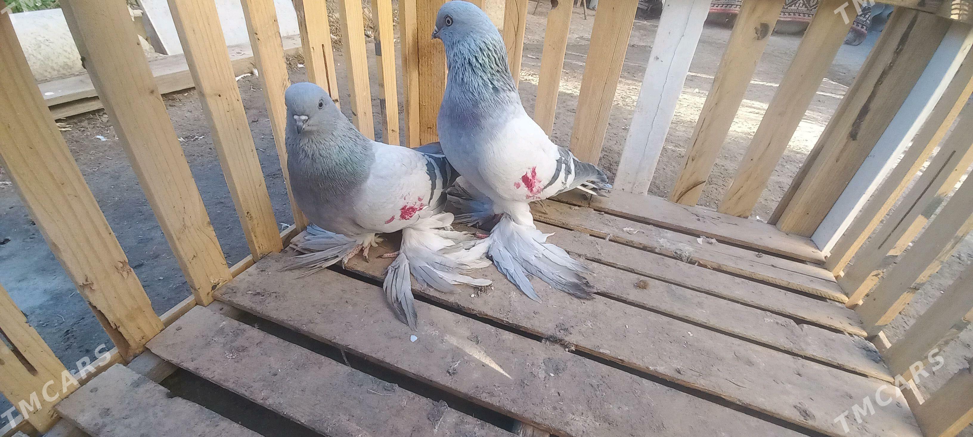 Голуби - Türkmenabat - img 2