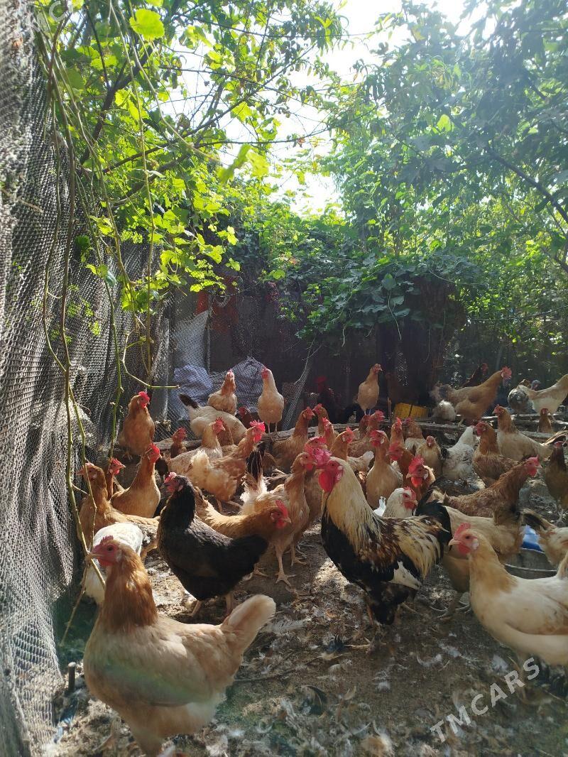 Gyssagly Towuklar - Анев - img 3