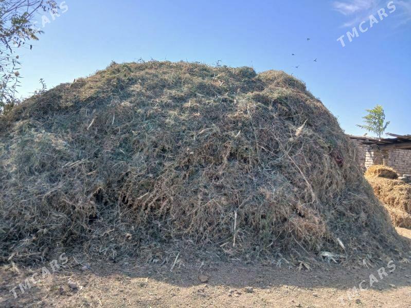 мал оты - Чарджоу - img 1